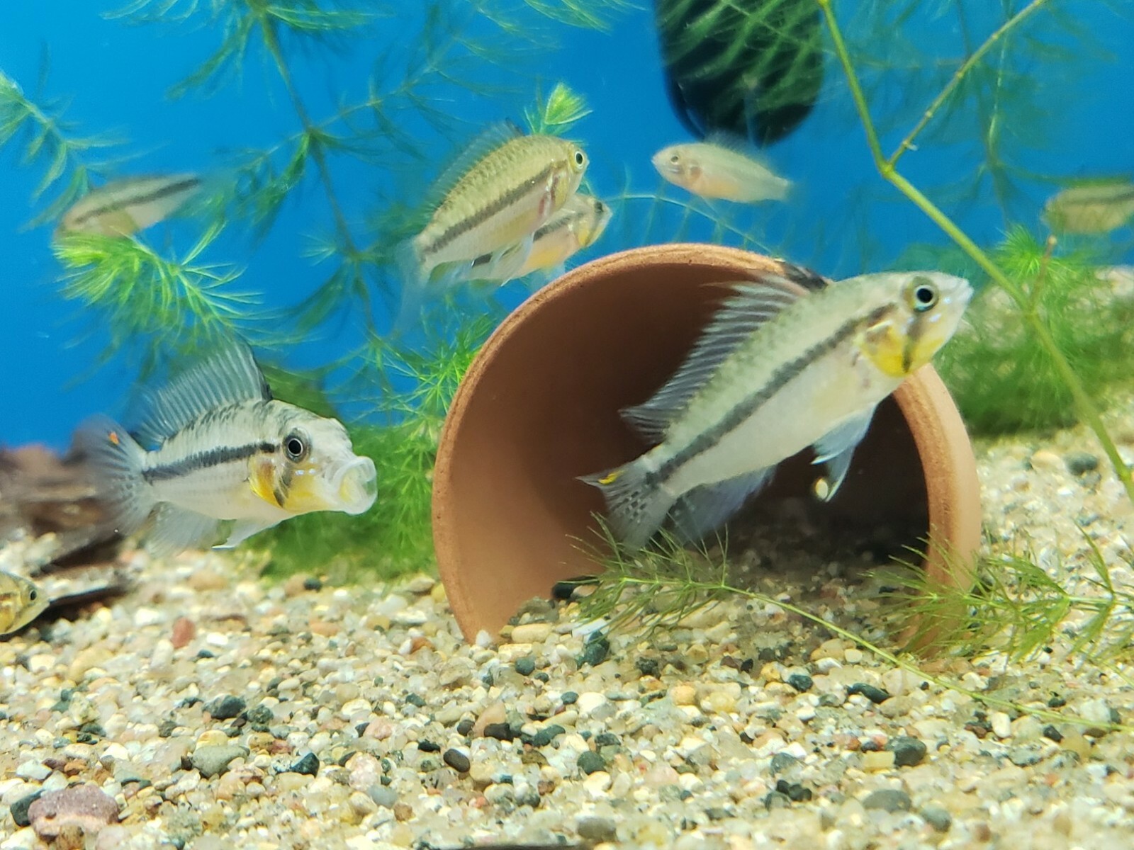 Group of Apistogramma Cacatuoides Double Red Live Freshwater Aquarium Fish