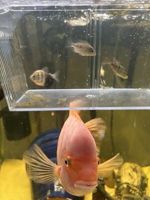 Fotos del artículo de un comprador verificado