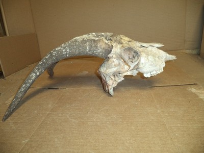 Real  Goat/Ram  Skull/Horns  16
