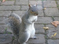 2016 Honda Jazz 1.3 i-VTEC SE Navi Hatchback 5dr Petrol Manual Euro 6 (s/s)