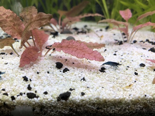 10 Blue Neo Shrimp