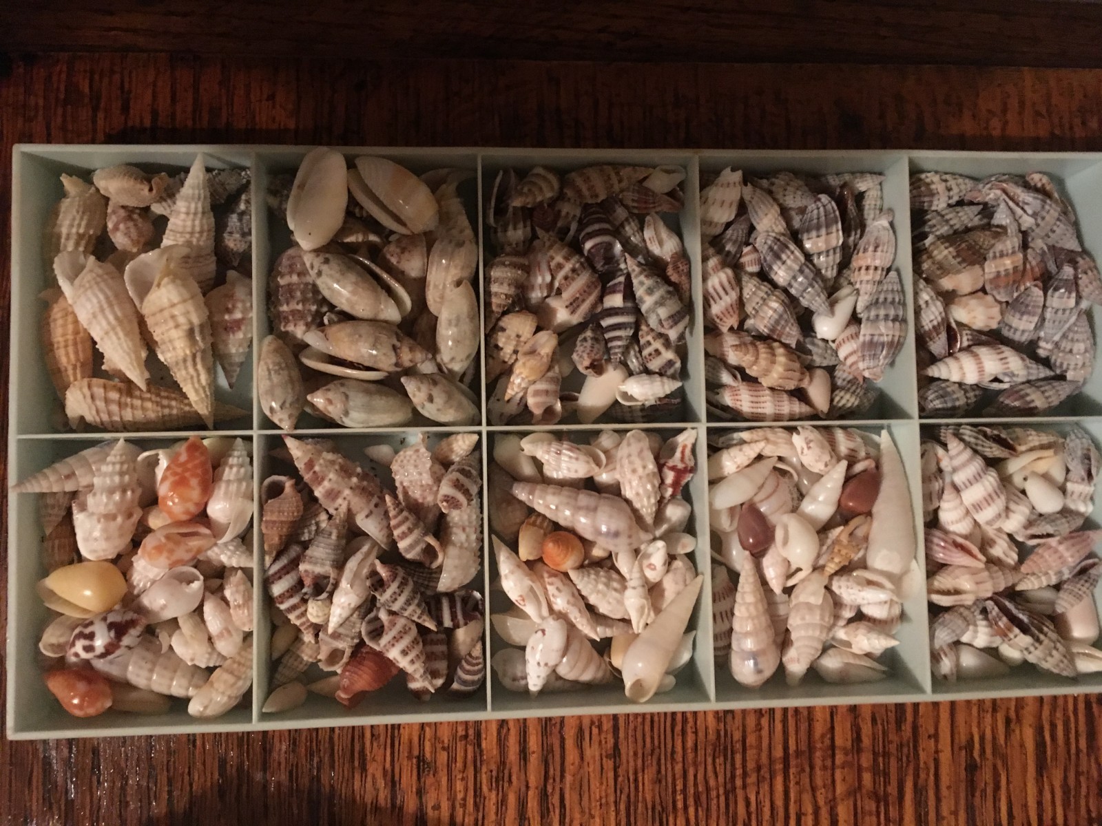 sea shells for jewelry