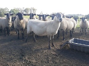 Dorper suffolk cross ewe | Livestock | Gumtree Australia Great Lakes