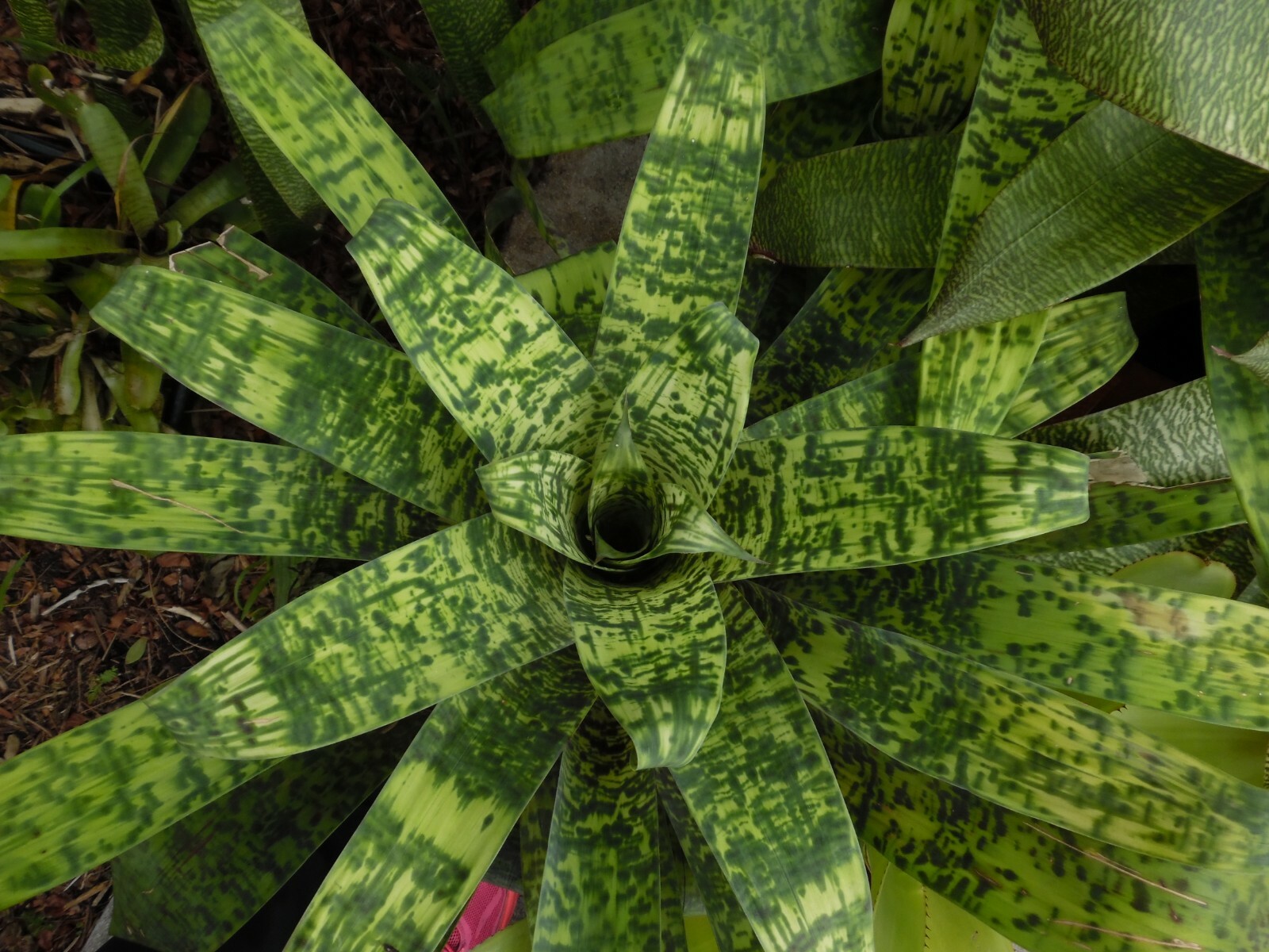 ブロメリア・エアープランツ Vriesea Smudge Grub ブロメリア・エアープランツ Vriesea Smudge Grub Bromelia
