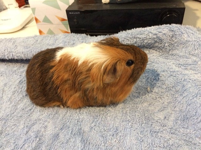 baby male guinea pig