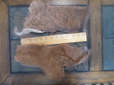 Elk Body Hair Natural Medium Cascade USA Wapiti-Hirsch Fellstück Natural Medium
