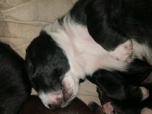 dogs and puppies gumtree