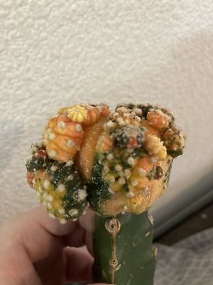 Fotos del artículo de un comprador verificado