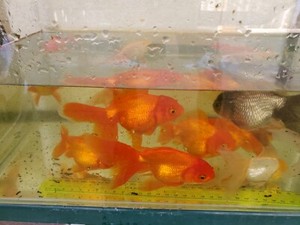 oranda goldfish fish gumtree australia wanneroo area