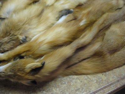  Red Fox Hides Just In  Reduced  / WITH TAIL !!!  # 3 Grade  ID Tag GREEN
