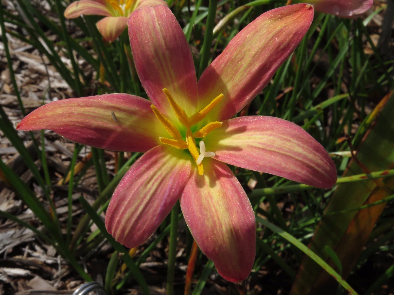 Lily Rain Lily, Zephyranthes Eastern Pearl, 1 bulb, NEW