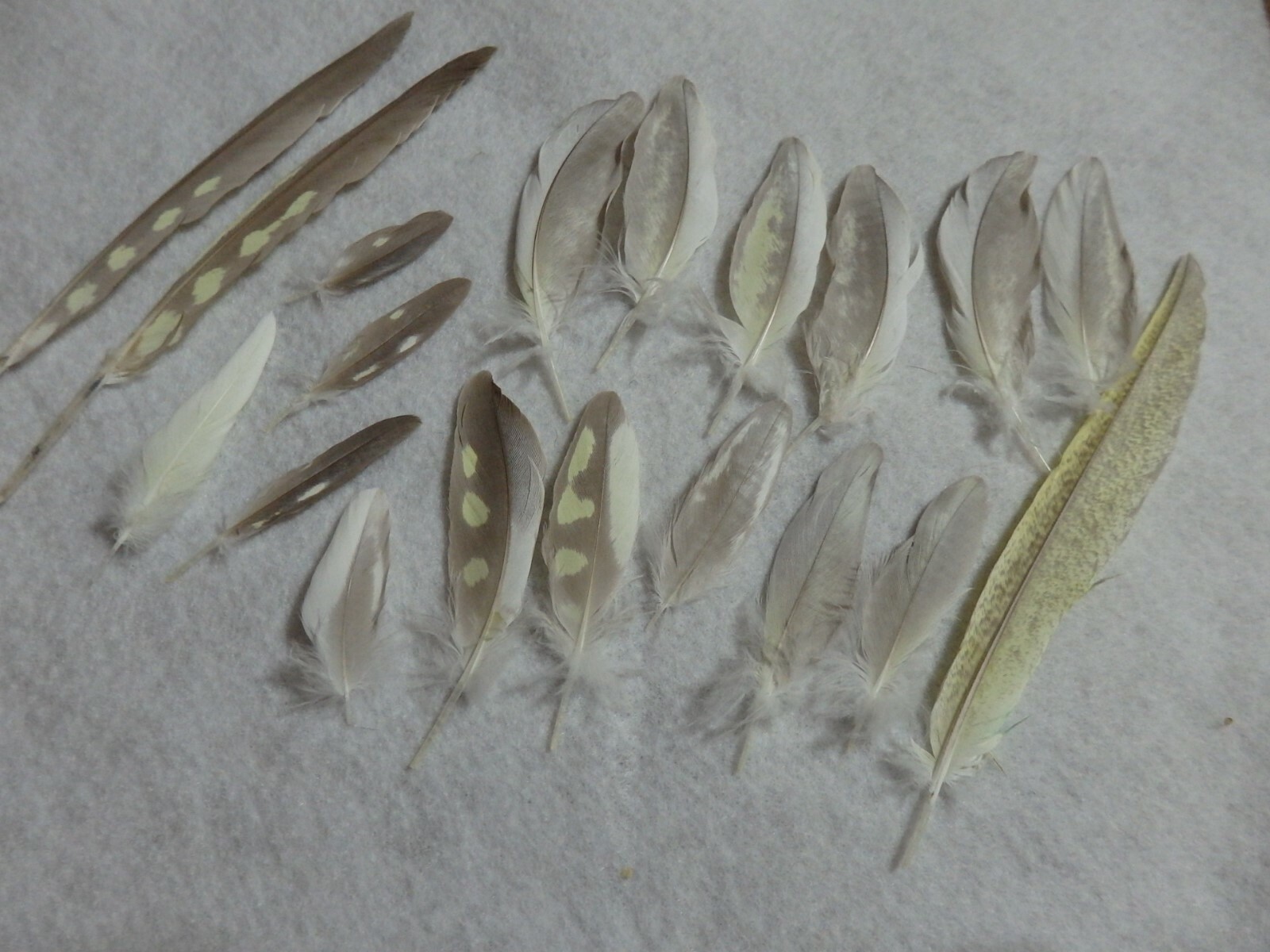 セール！ Feather and Brush：オーストラリア鳥類芸術300年 Exotic Bird Feathers - PAUL LASHTON