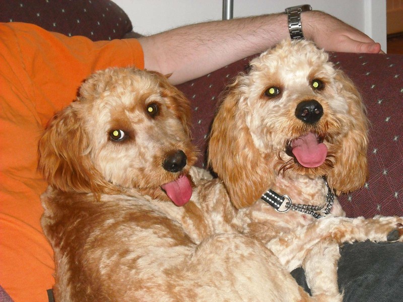 Adopt A Toy Poodle Melbourne Wow Blog