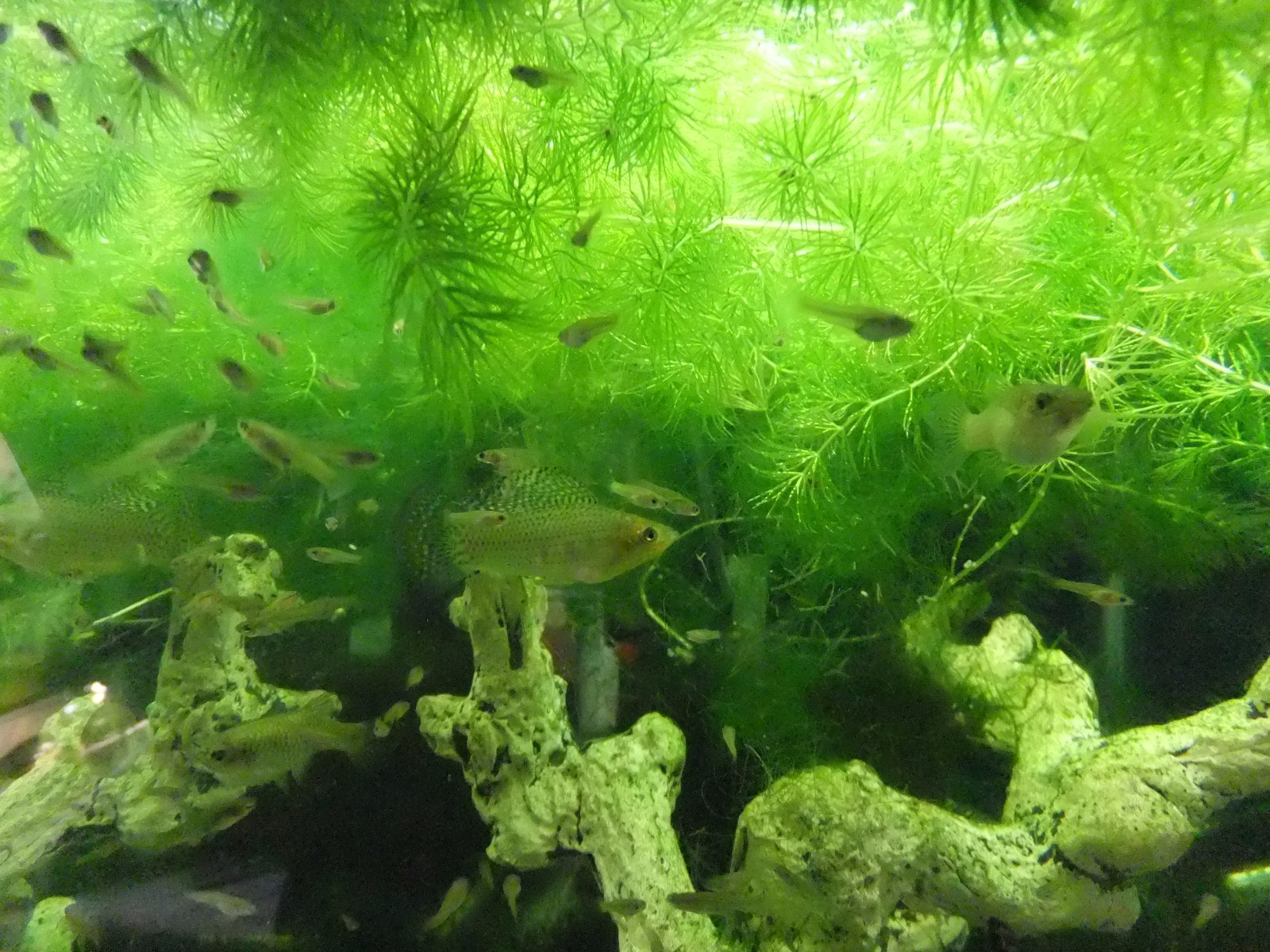 Hornwort FULL SMALL FLAT RATE BOX Easy Aquarium Plant aquascaping