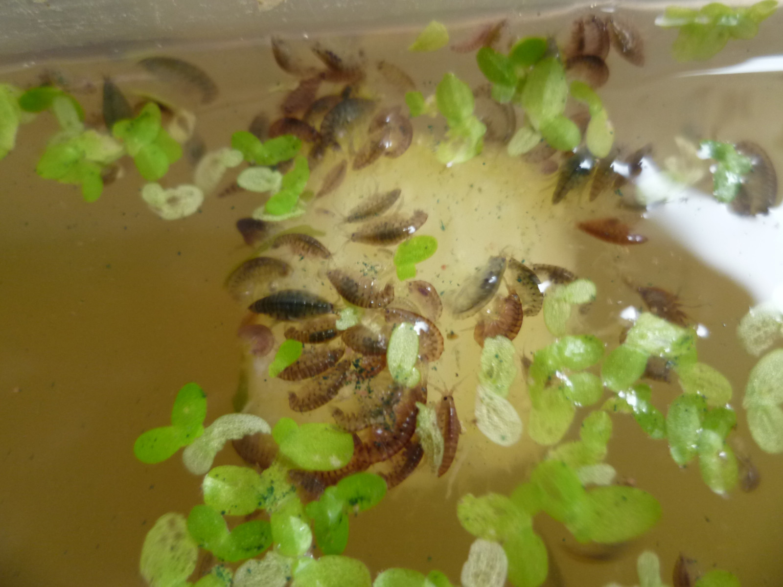 Mexikanische Bachflohkrebse - Hyalella atzteca - geniales Lebendfutter zur Zucht