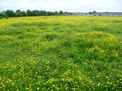 Photo 6x4 Buttercup field on the edge of Hadlow This colourful field can  c2013