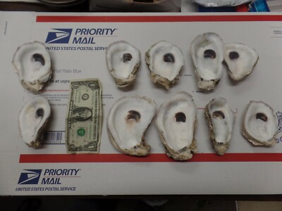 Oyster Rockefeller Baking Set   12   24  36 or  75   LARGE OYSTER SHELLS