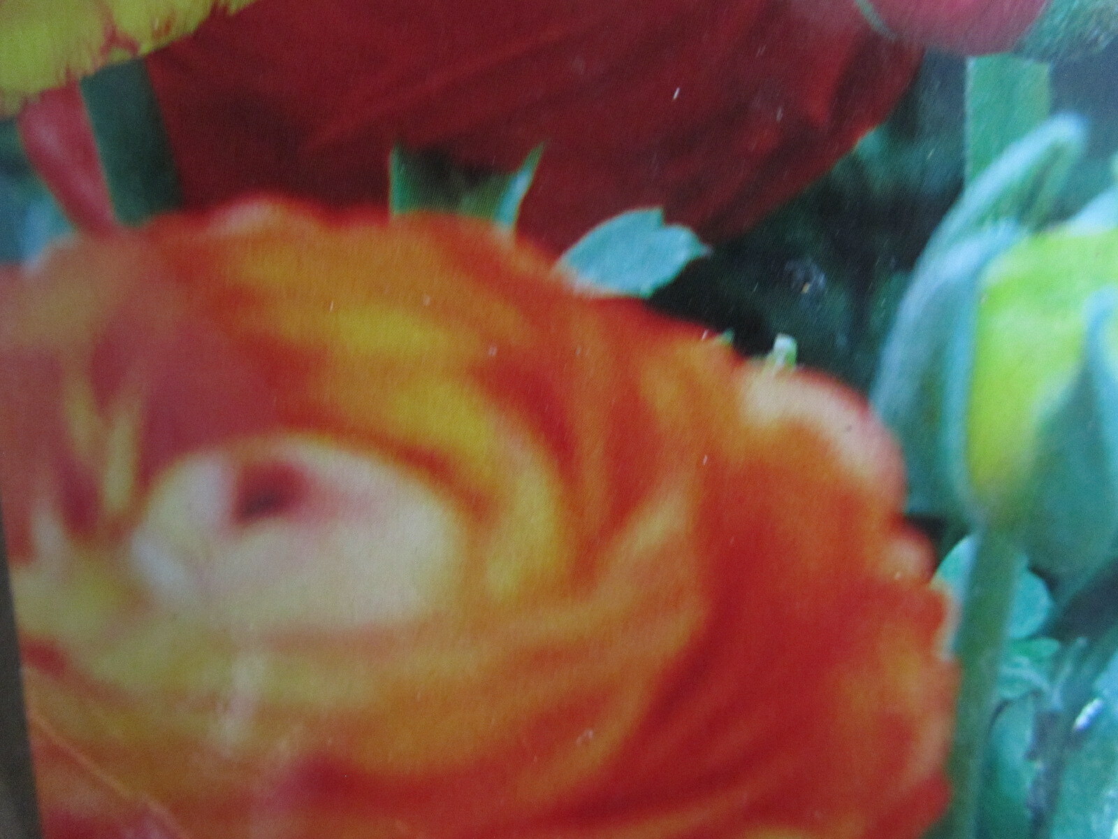 7 Ranunculus Tecolote flower bulbs  Mix Double