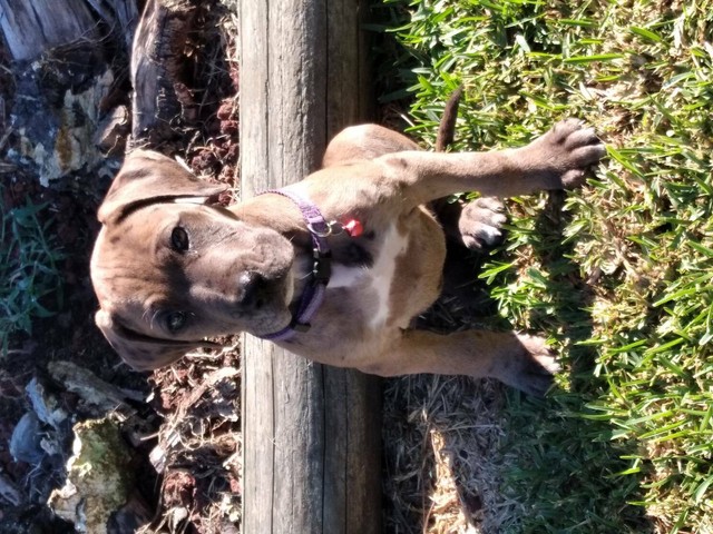 bull arab x great dane