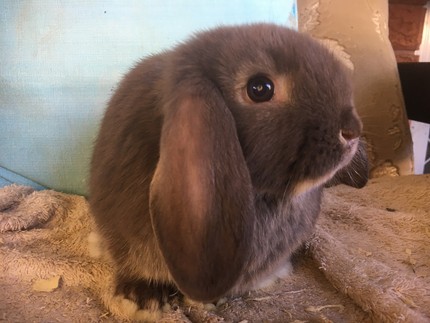 baby rabbits for sale in Sydney Region, NSW | Rabbits | Gumtree ...