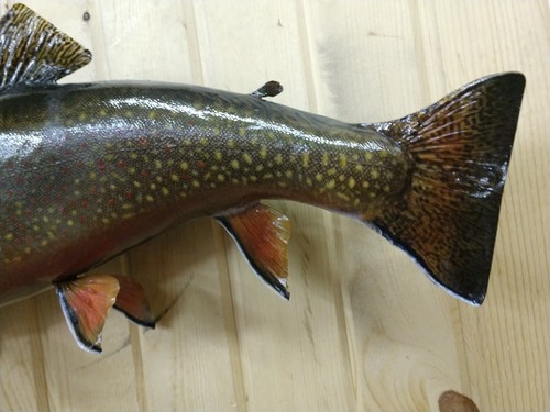 HUGE BROOK TROUT MOUNT TAXIDERMY FISH FISHING CABIN DECOR  BROOK RAINBOW SALMON