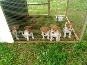 Jack Russell Dogs Puppies Gumtree Australia Lismore Area