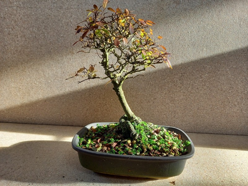 BonsaÃ¯ Orme De Chine Ulmus Parvifolia, Olmo Zelkova Elm Chinese