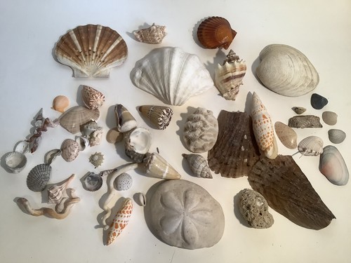 Mixed Lot Of 3 Pounds Of Seashells Sea Shells For Crafting