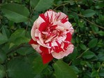 eifelrose