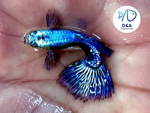 t*o様 Too Fish Japan-exclusive Purple 5’0 Galactic Purple Tetra For Sale - 5 Pack | Petco