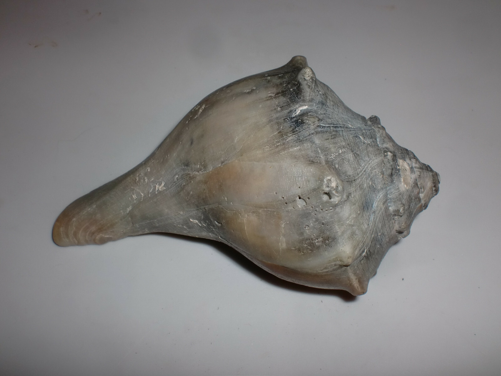 Unusual Fossil Ocean Conch Sea Shell Nautical Beach Decor Petrified 5 1/2