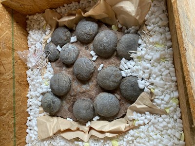 Dinosaur Egg Vatican