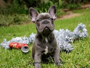 bulldog male french lhg puppy puppies penrith
