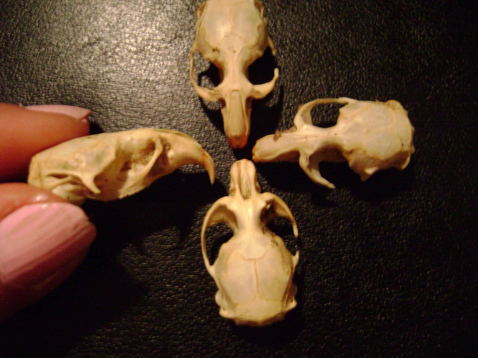 4 REAL MOUSE SKULLS for steampunk jewelry or magic wands TAXIDERMY LOT bones