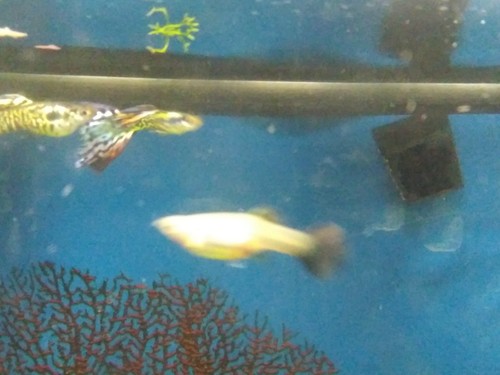 8 Nebula Steel Guppies Guppy Fry