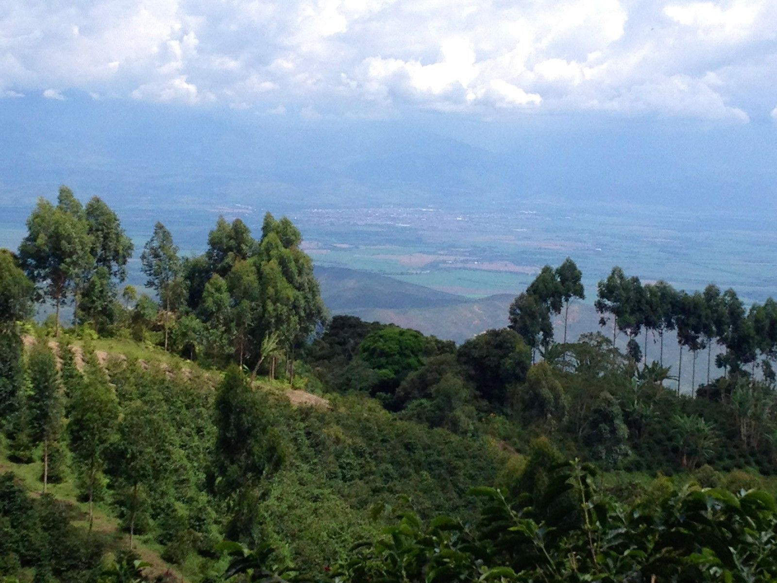 100% Hawaiian / Kona Peaberry Coffee Beans Dark Roasted 6 Pounds