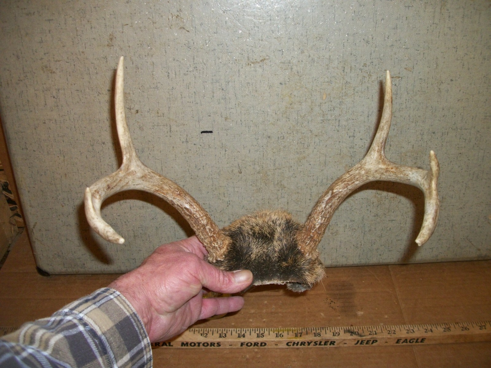 FRESH 6 pt WHITETAIL deer rack antler horn taxidermy man cave TROPHY JACKALOPE
