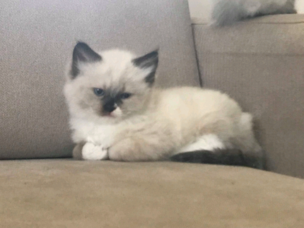 New South Wales | Cats & Kittens | Gumtree Australia Free Local Classifieds