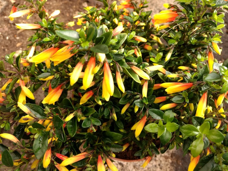 Jacobinia Pauciflora