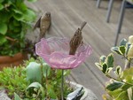 la-fleur-aux-oiseaux