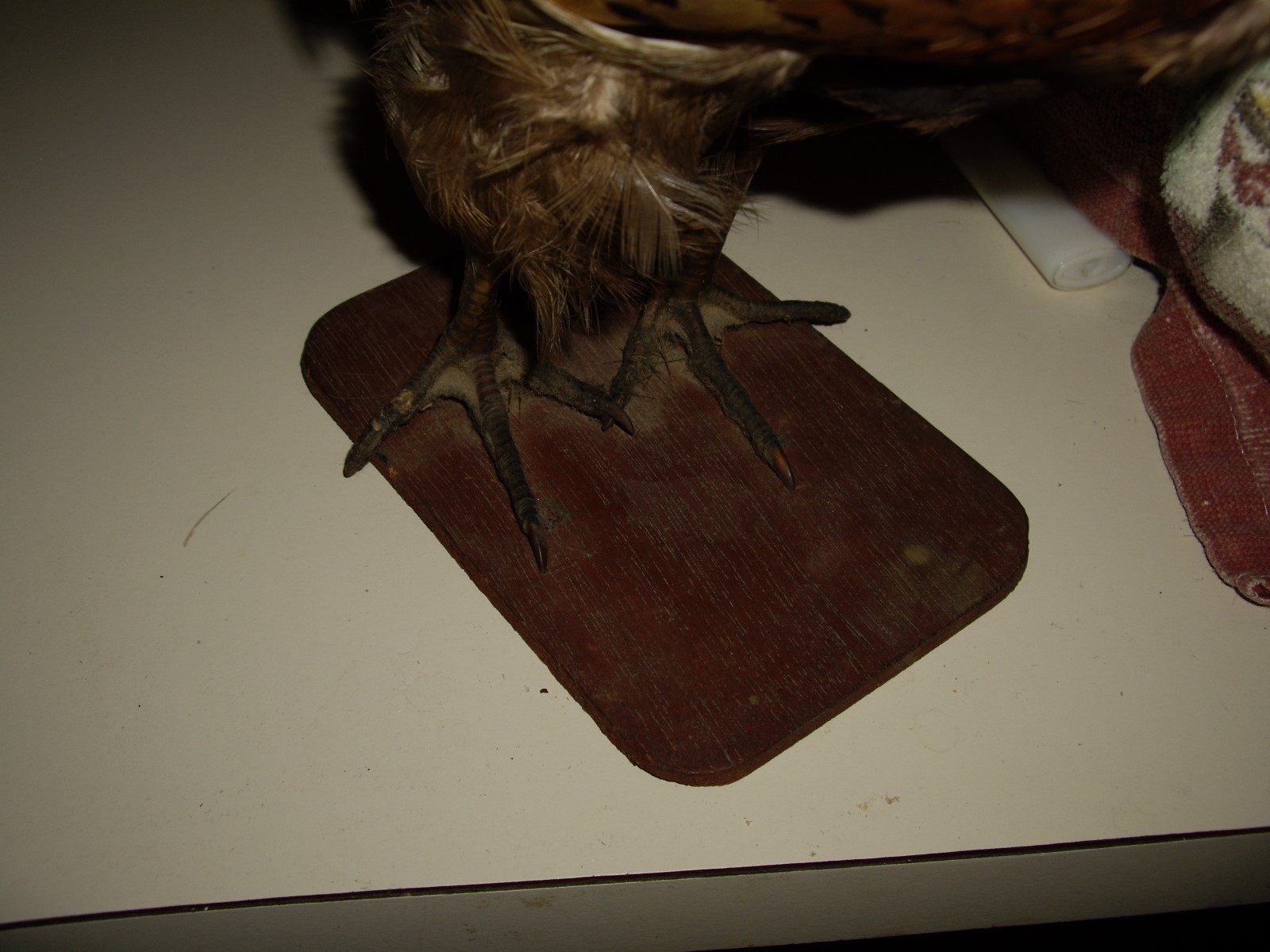 Ringneck Pheasant Taxidermy Bird Mounted Hunting Decor