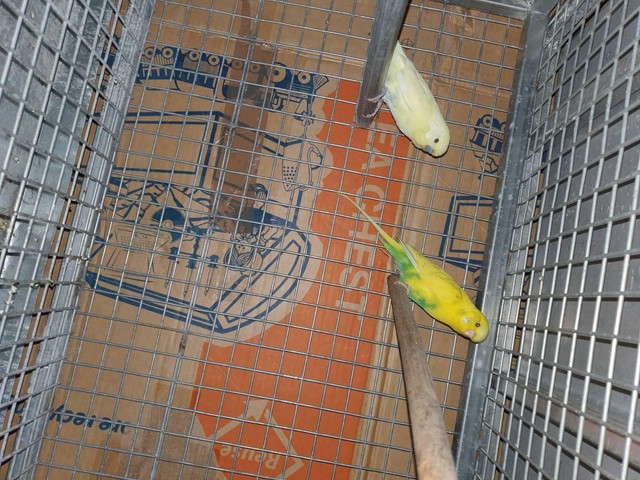 Breeding pair of budgies | Birds | Gumtree Australia Gold ...