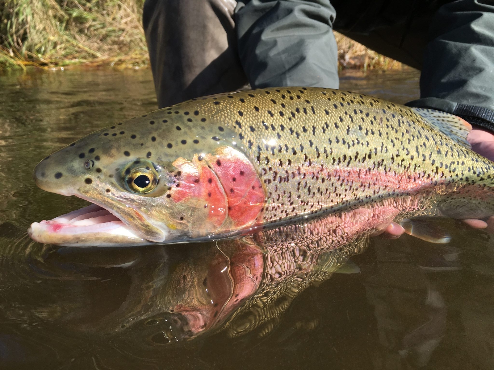 finback fly fishing