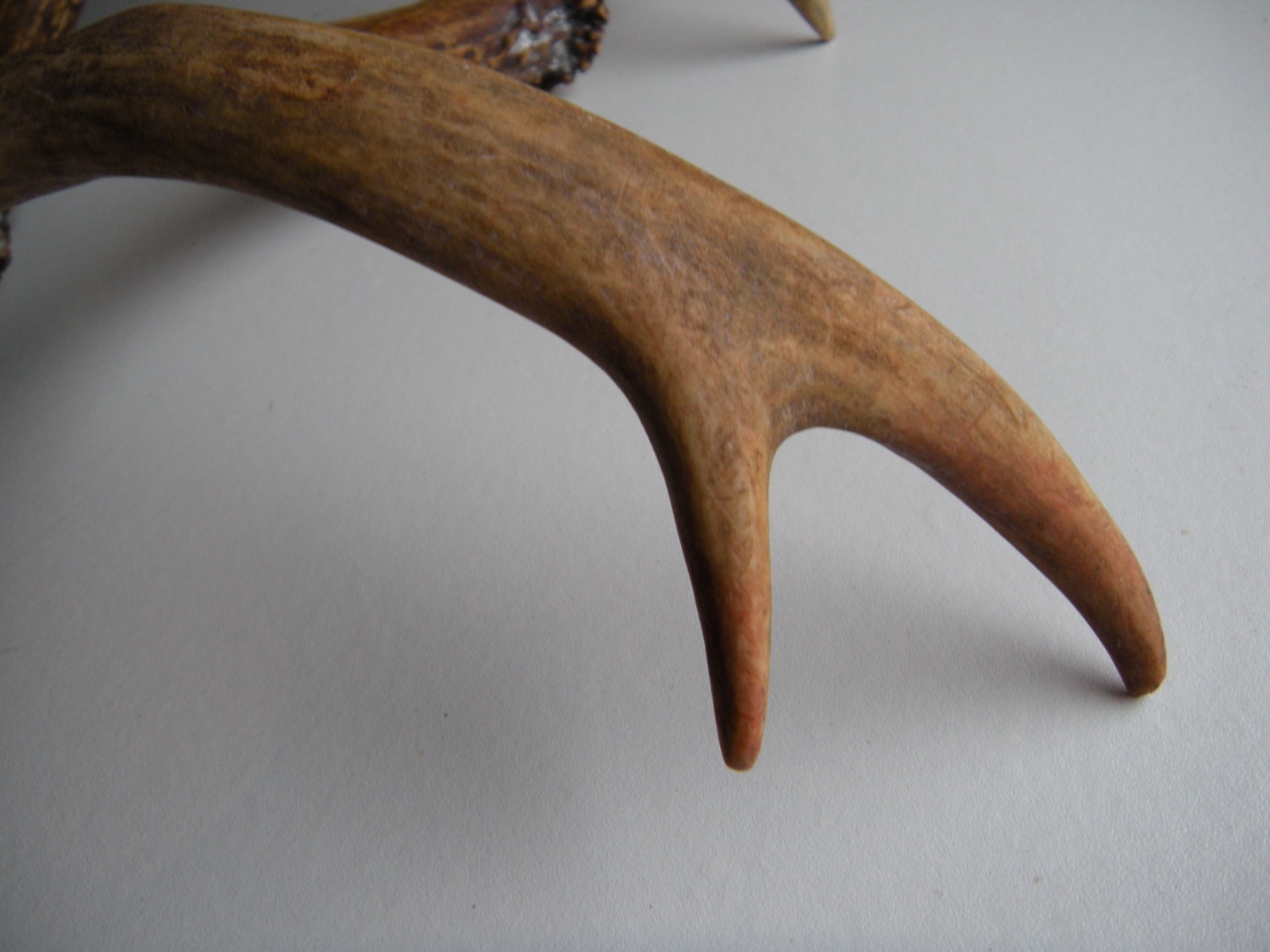 Deer Antler Shed (1 pair)