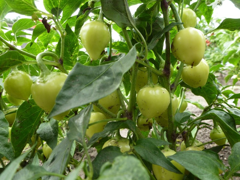 Bulgarische  Paprika 