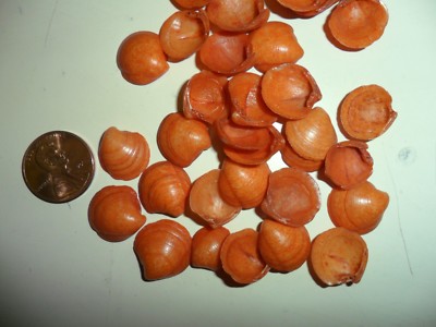 Brown Orange Dyed Small Clam Shells - package of 1oz 