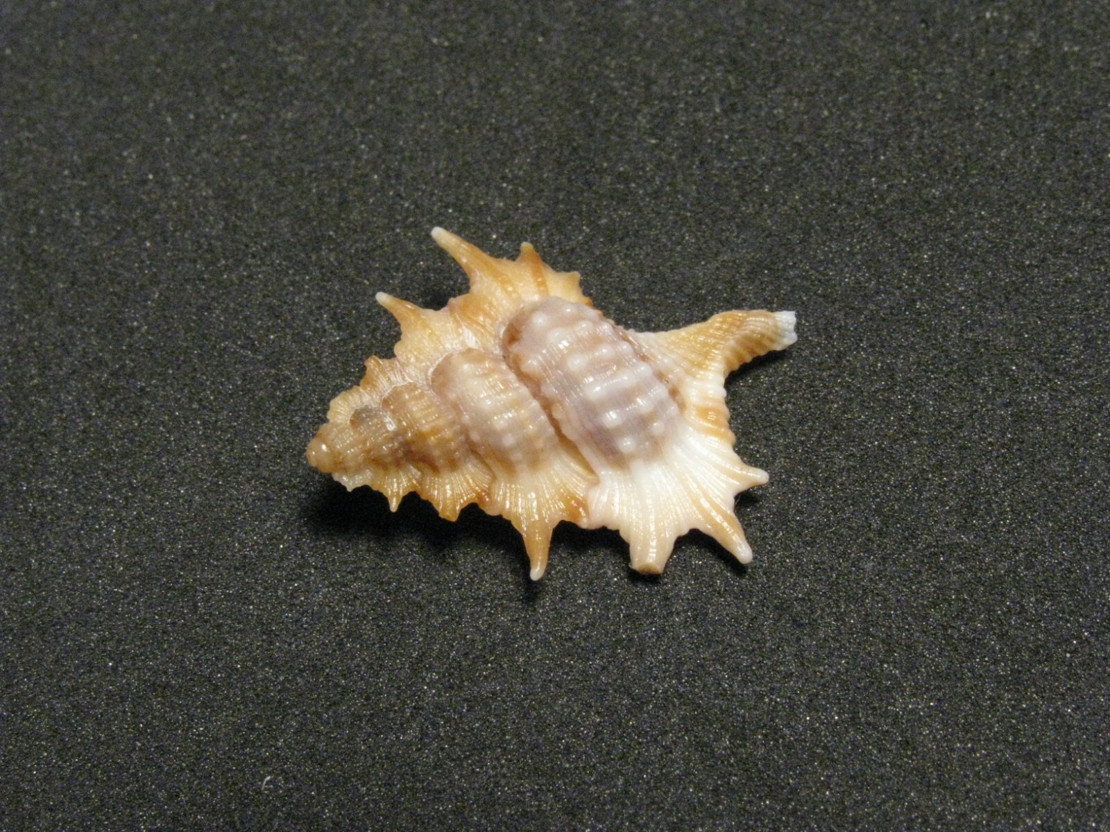 Biplex aculeatum (Schepman,1909) 