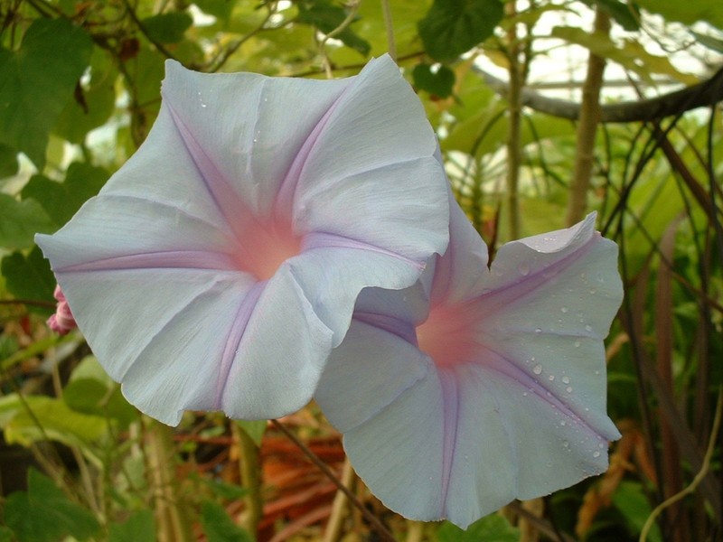 Ipomea Indica Vivace Edith Piaf