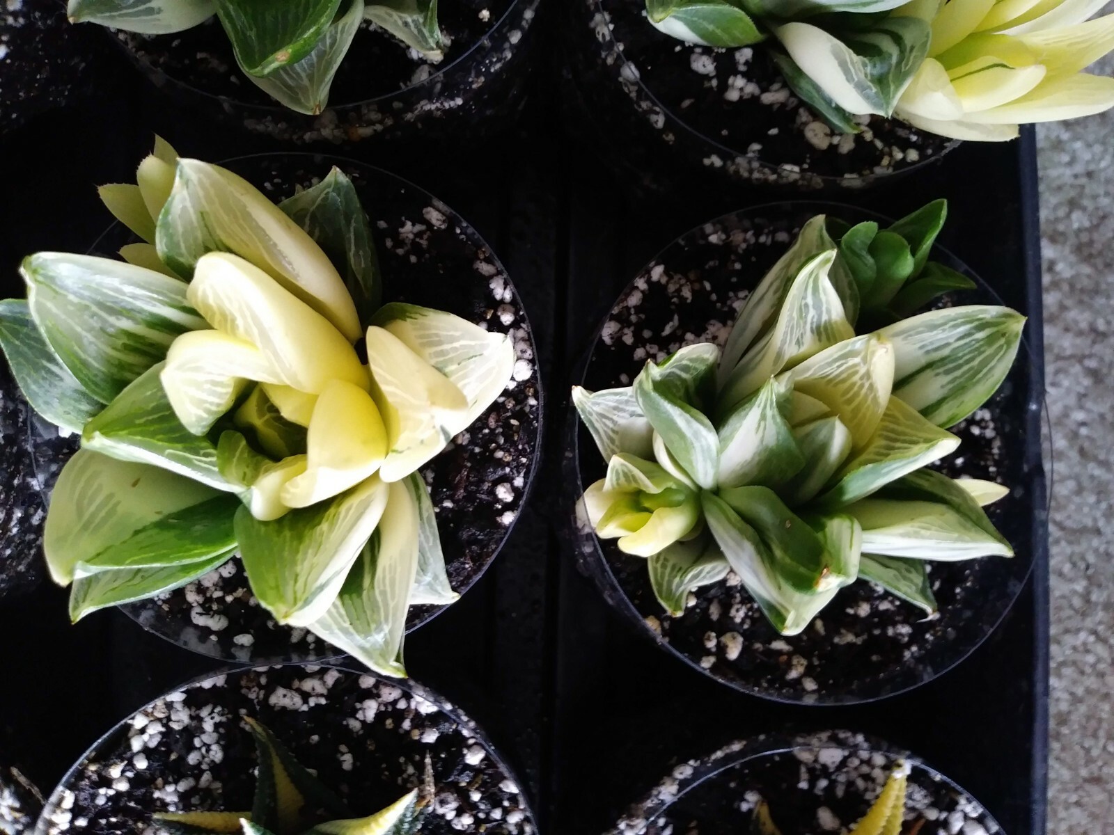 Haworthia Retusa Variegated!! Imported Plant!!