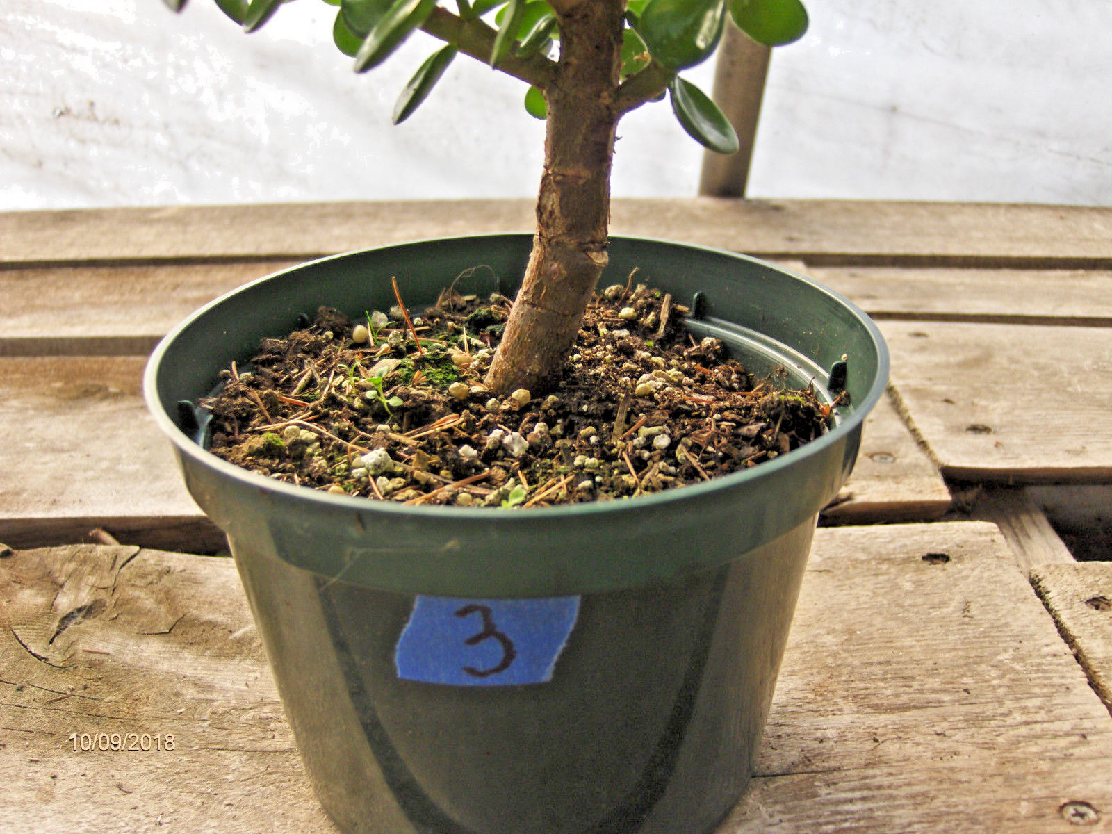 Mini Jade Bonsai 3 - 6